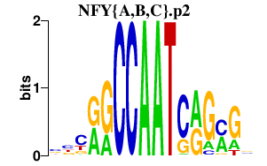 logo of NFY{A,B,C}.p2